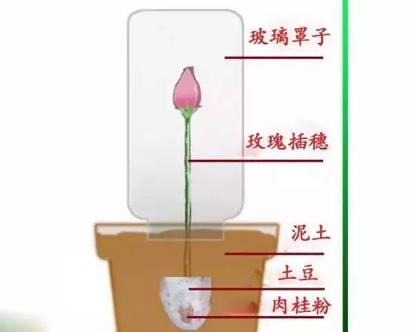 用土豆繁殖玫瑰真的成功吗？为什么花友说那是谎言？