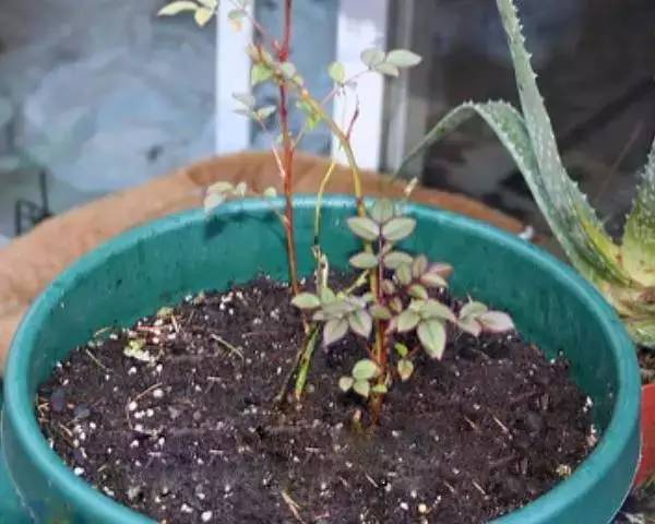 用土豆繁殖玫瑰真的成功吗？为什么花友说那是谎言？