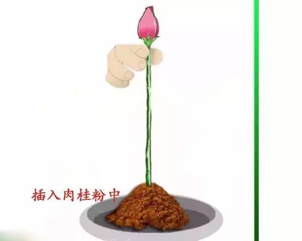 用土豆繁殖玫瑰真的成功吗？为什么花友说那是谎言？