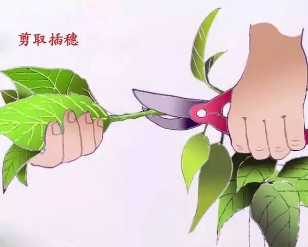 用土豆繁殖玫瑰真的成功吗？为什么花友说那是谎言？