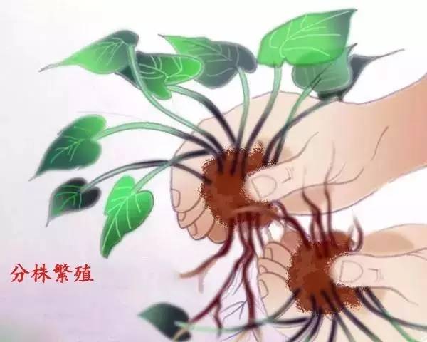 用土豆繁殖玫瑰真的成功吗？为什么花友说那是谎言？