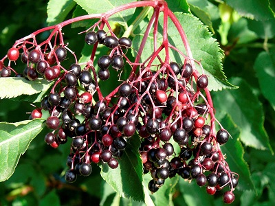 在好奇心的驱使下,我对接骨树做了仔细的了解.