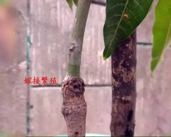 用土豆繁殖玫瑰真的成功吗？为什么花友说那是谎言？