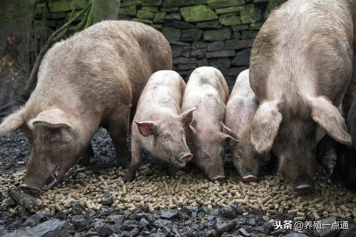饲料脱霉剂分类详解，一图教你分辨玉米霉变程度
