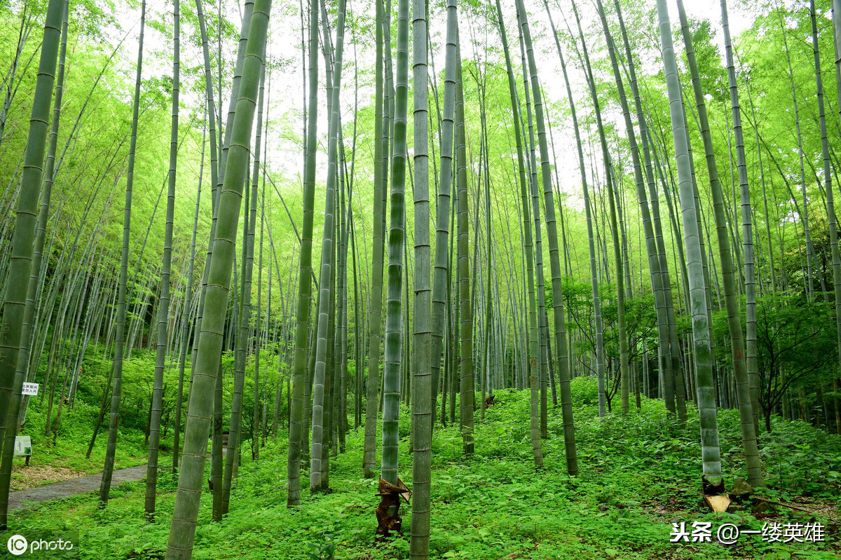 文与可画筼筜谷偃竹记拼音（文与可画筼筜谷偃竹记拼音注释）-第8张图片-科灵网