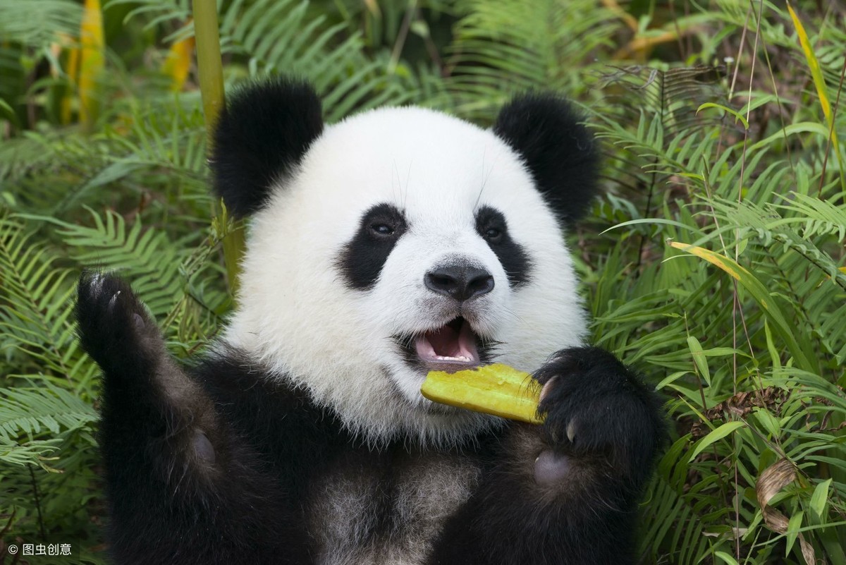 每天拉40次粑粑的大熊猫，你还想养吗