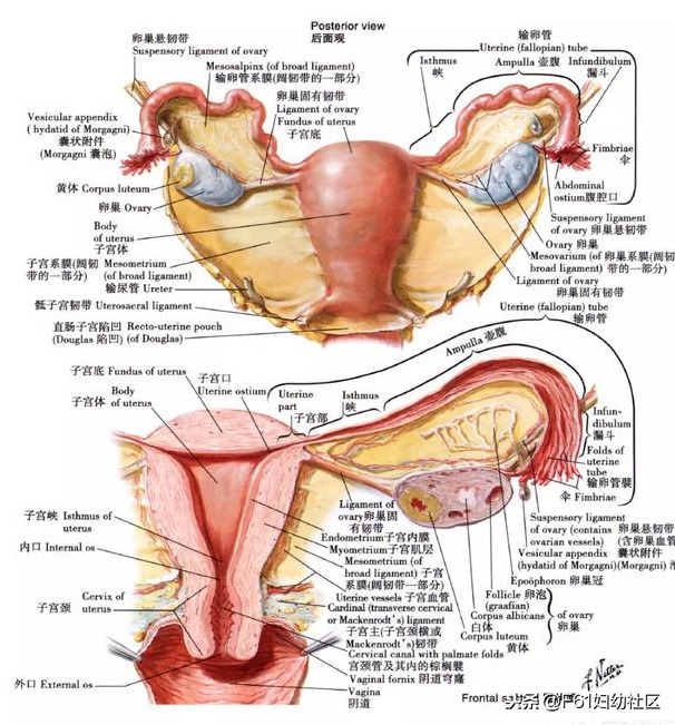 子宫颈是什么样的(女性生殖解剖（子宫部分）)