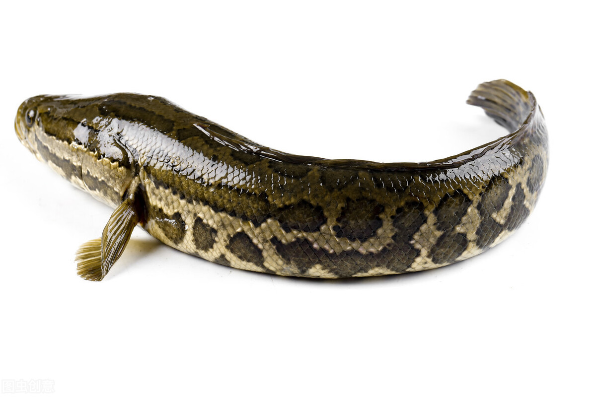 你知道黑鱼有多厉害吗(比亚洲鲤还厉害，恐怖黑鱼在美国长到1米长，美国人民需要中国胃)