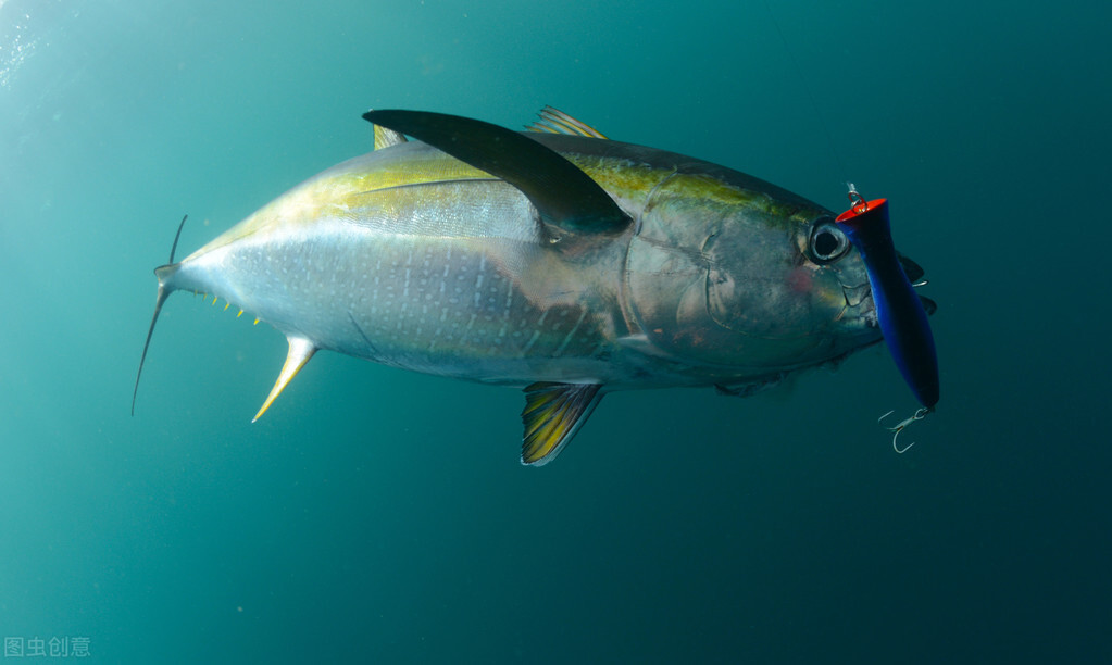 no.7:黃鰭金槍魚(yellowfin tuna)