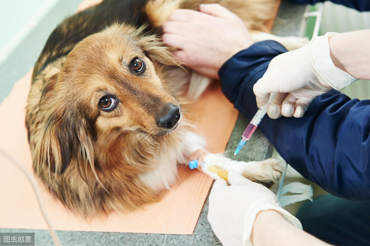 狗狗打疫苗后做的抗体检测，是宠物医院为了多收费还是真的有意义