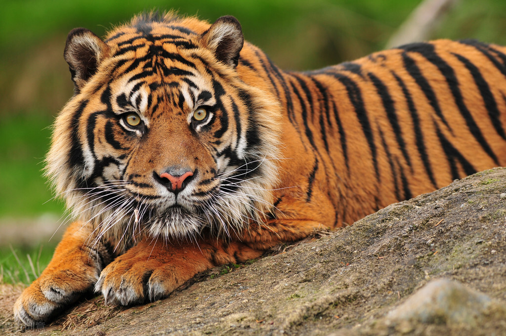 世界现存的五种老虎,哪种老虎最凶猛?