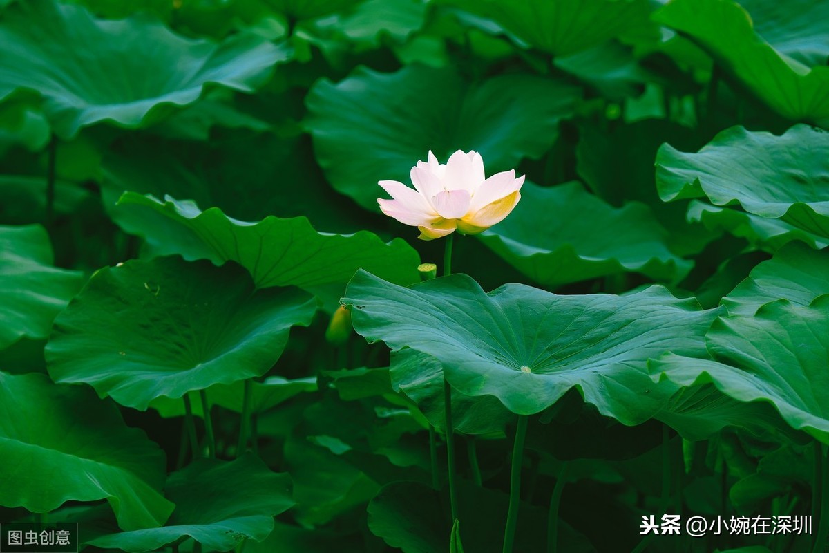 心里有阳光，下雨也是一种浪漫，12句正能量句子