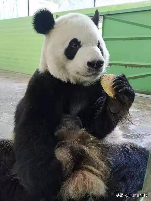 急招大熊猫“铲屎官”！10岁以上身体健康者均可，上岗地点：石家庄市动物园