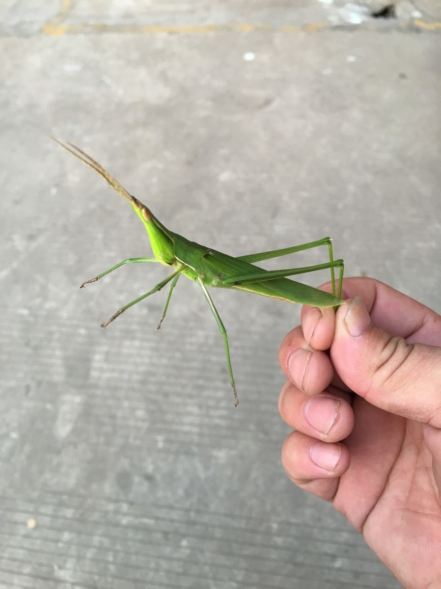 蝗蟲價格,蝗蟲價格多少錢一斤