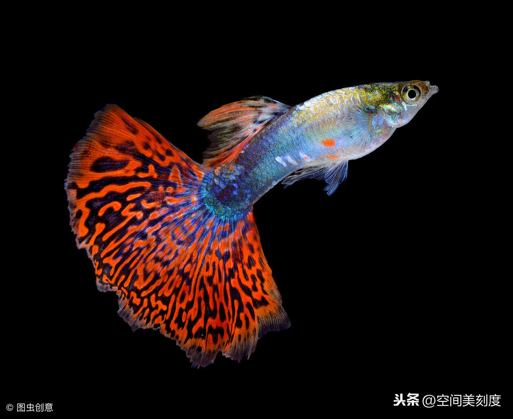 是一种常见小型热带观赏鱼,它们体小玲珑,活泼好动,色泽鲜艳,种类繁多