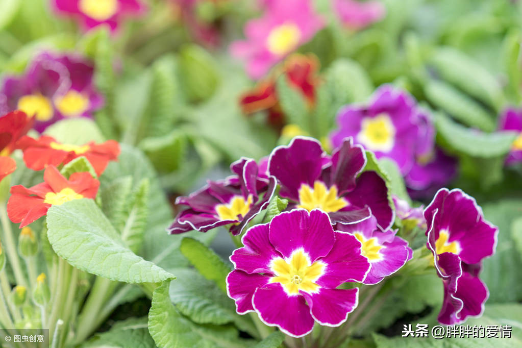 闲看花开，静待花落，冷暖自知，干净如始，你若盛开，清风自来