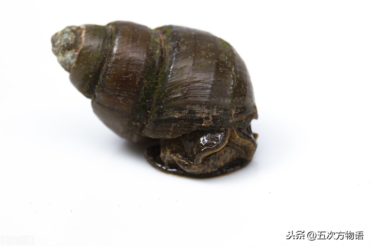 谈谈新公布的国家重点野生保护动物名录
