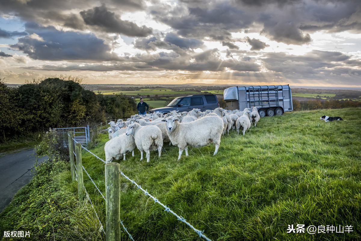 圈养和放养羊的利润与成本分别是多少？养羊50只一年赚多少钱？