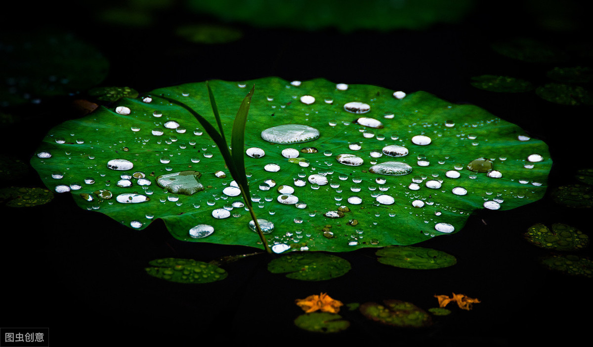 虞美人·听雨