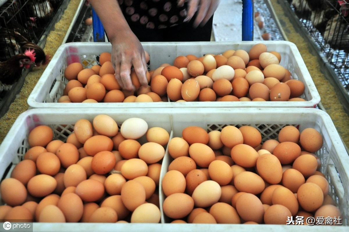 鸡蛋价格大幅下滑缩水，有的地方跌五毛