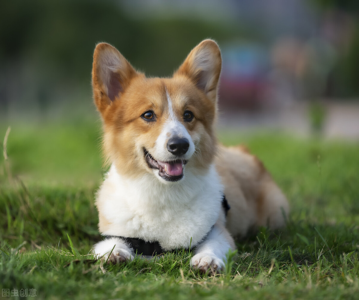 让我告诉你，一只纯种的“柯基犬”大概多少钱，别买贵了