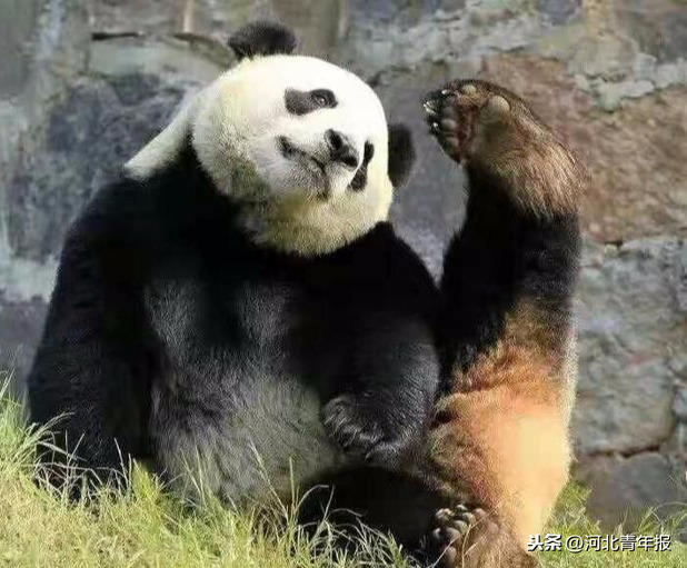 急招大熊猫“铲屎官”！10岁以上身体健康者均可，上岗地点：石家庄市动物园