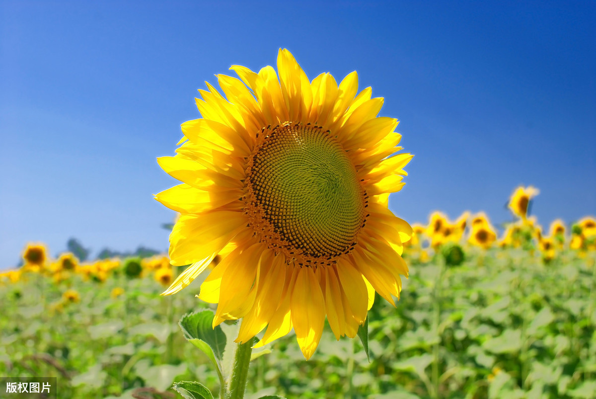 正能量英语名言——For Positive Life