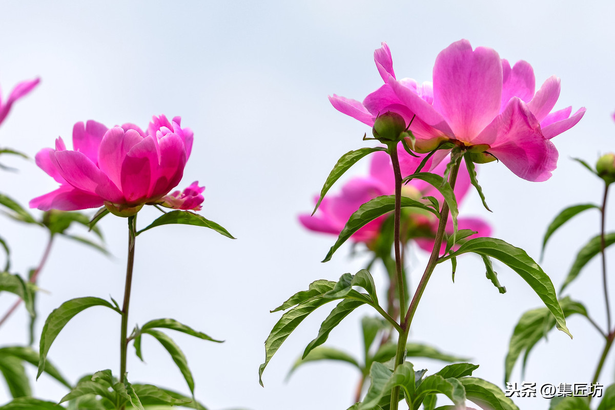 芍药花的特点（芍药花的特点是什么）-第4张图片-昕阳网