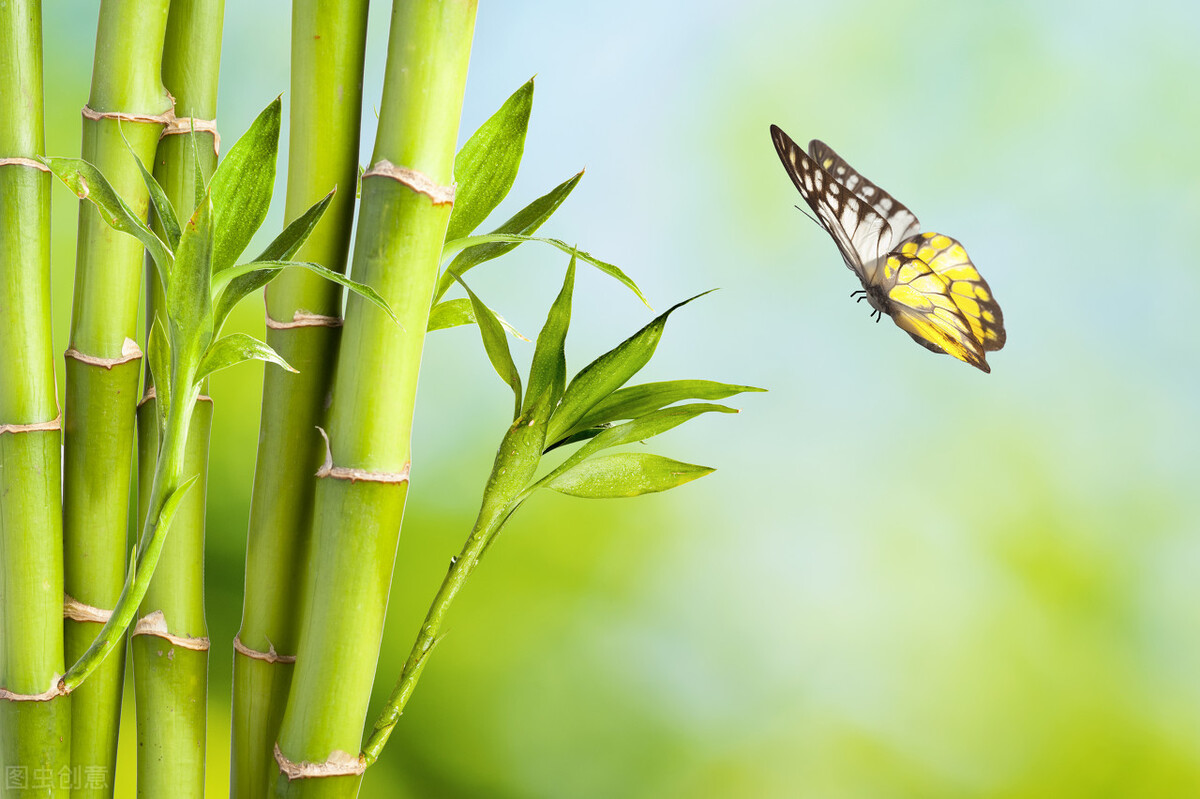 梅兰竹菊四首经典诗句(七言梅兰竹菊的经典诗句)