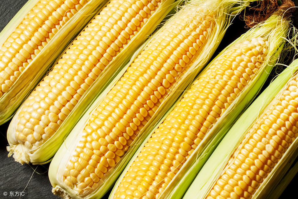 11月26日玉米收购价多少钱一斤？今日主产区最新价格行情信息汇总