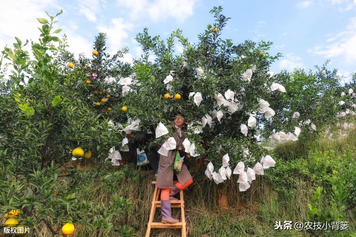 乒乓球送的塑料膜怎么用(果树套袋看似简单，其实学问讲究多！套袋前后一定要做到这几点)