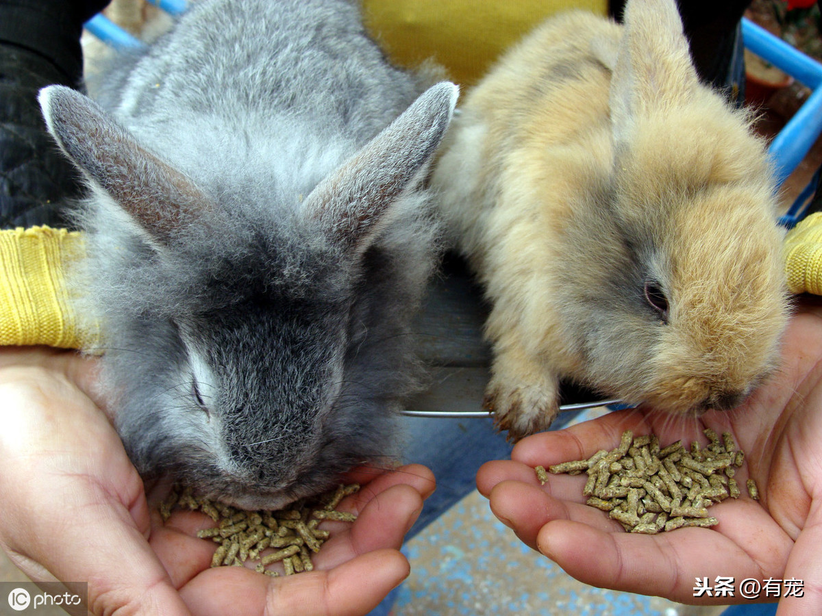 5种最受欢迎的兔子，你见过几种呢？
