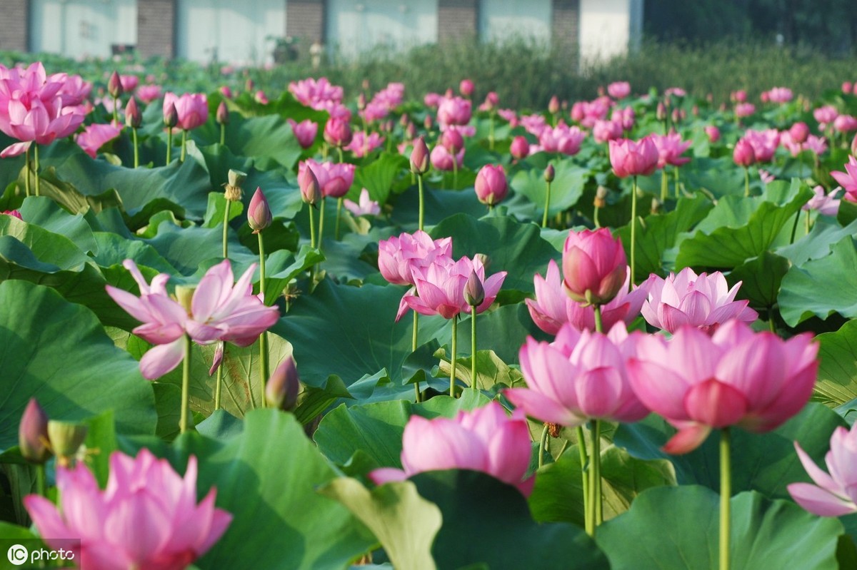 古人都是怎样写夏天的？10经典诗词，清新一夏