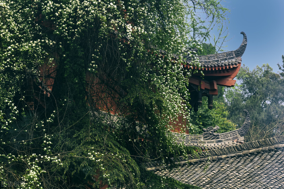 荼蘼花圖片,