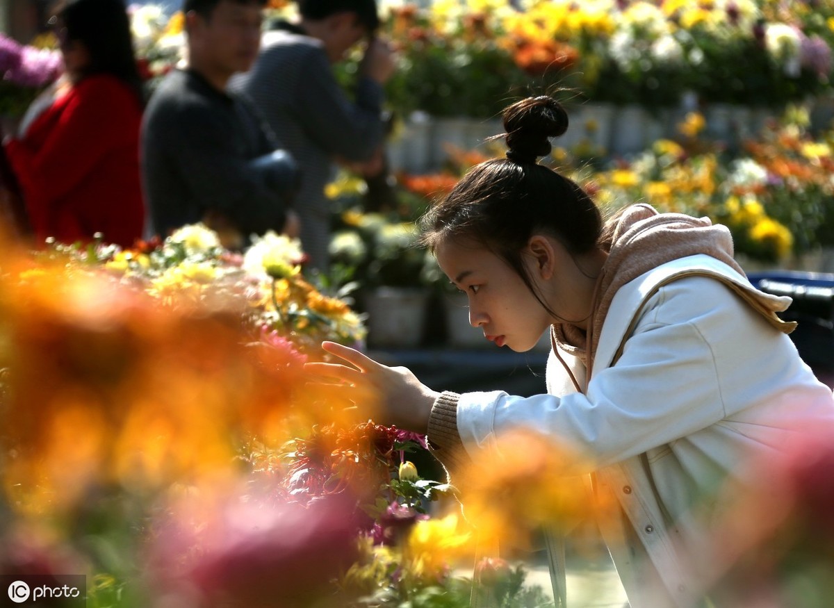 乒乓球氧化怎么去除(室内想养好乒乓菊，试试下面几个办法，保证花开的又大又好)