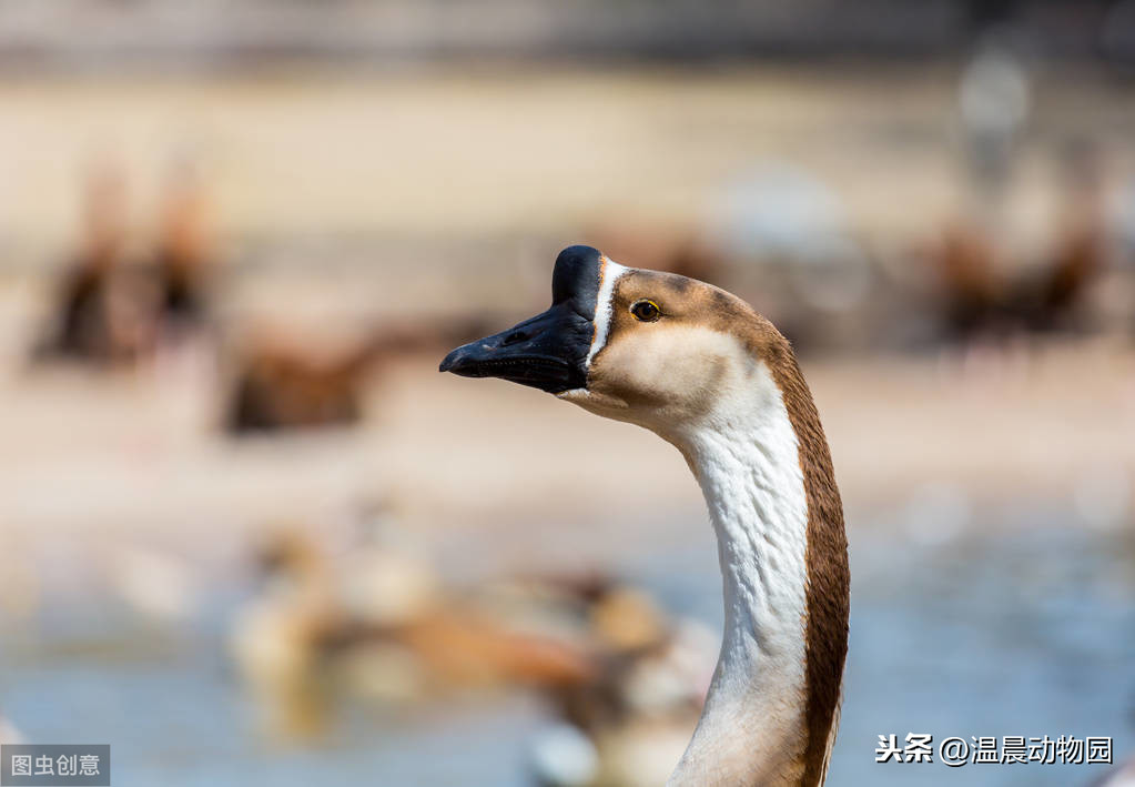 但大鵝畢竟還是鳥類,也是動物,動物的共同特點就有惜命這麼一條.