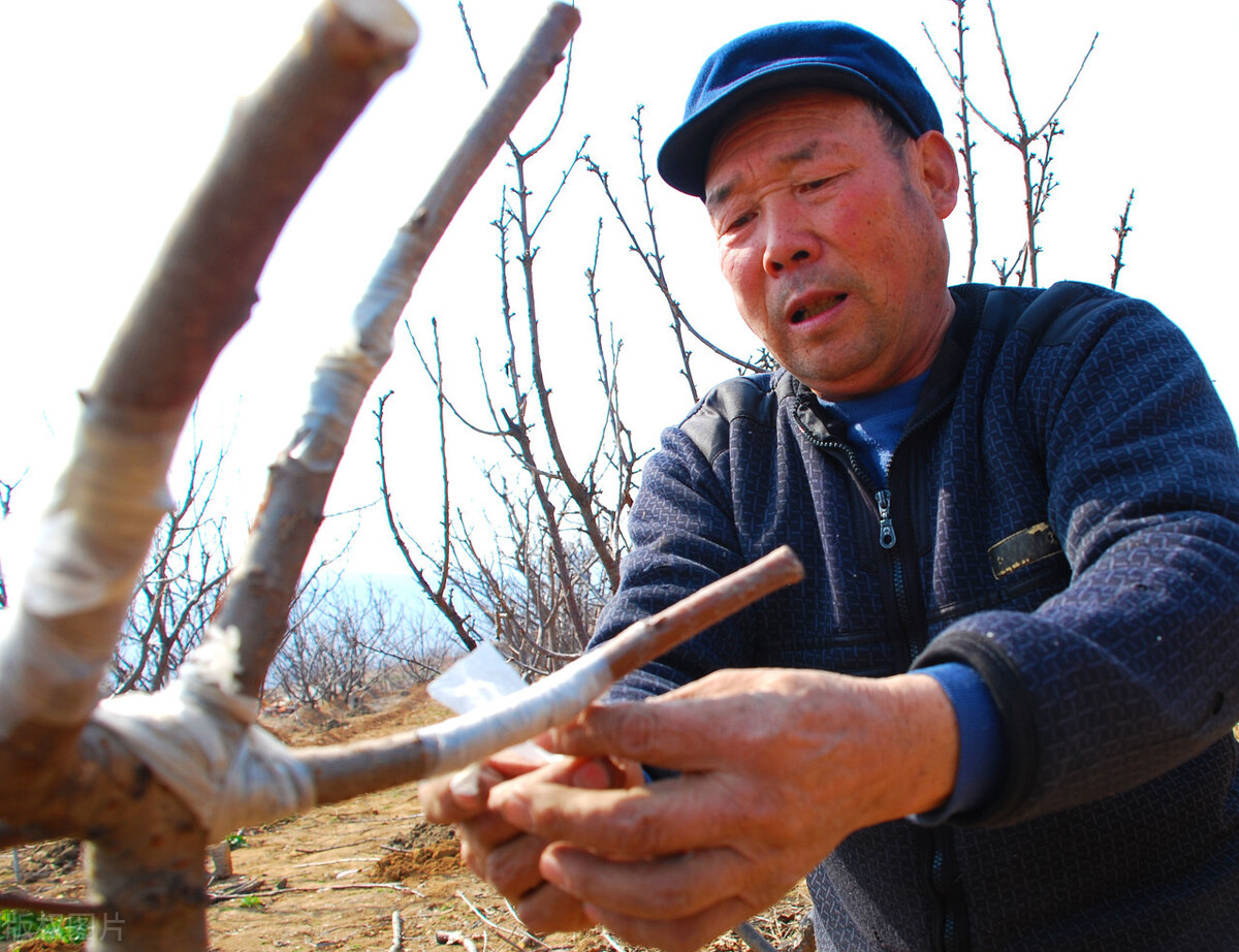 棗樹嫁接技術:秋季芽接,春季枝接,多頭高接要注意量