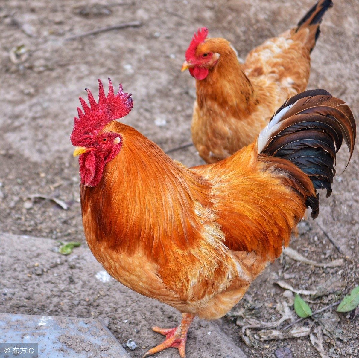 今日淘汰鸡多少钱一斤？11月29日全国最新收购价和行情信息汇总