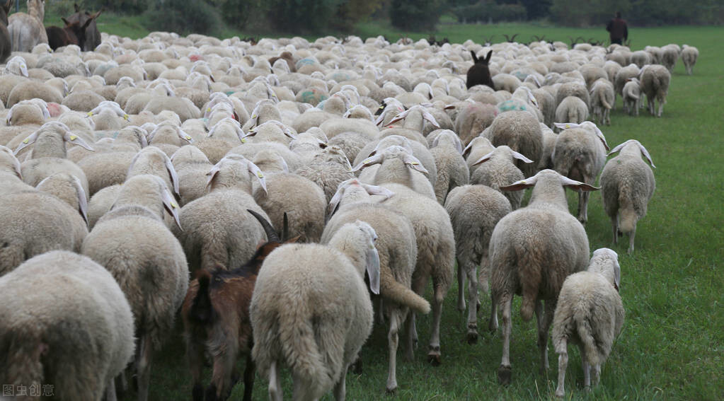 羊头肉价格今日价「羊头肉价格今日价一斤多少钱」