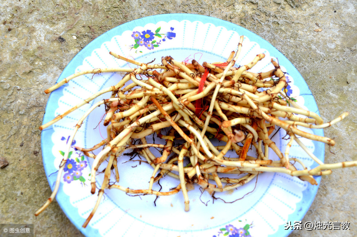 鱼腥草煲汤的做法（超补的鱼腥草煲汤家常做法）