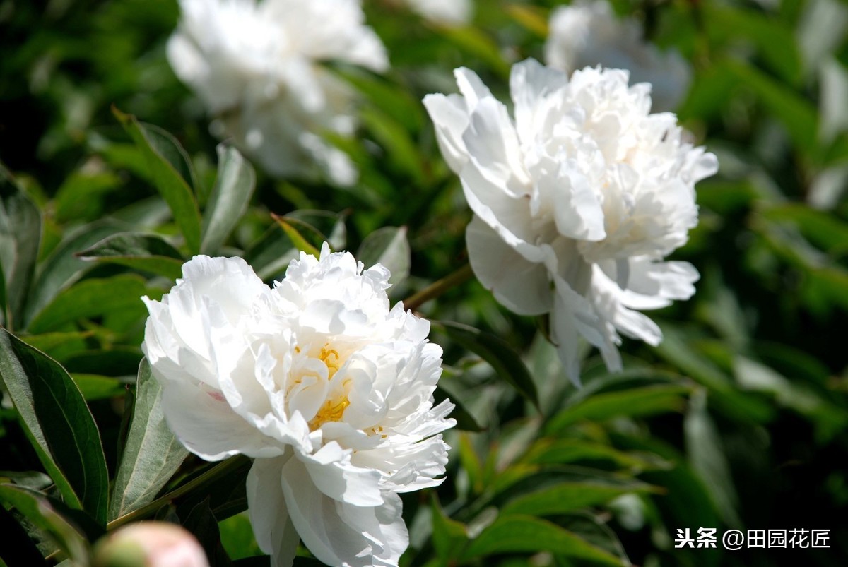 芍药的种植方法及时间（芍药的种植方法及时间图片）-第1张图片-巴山号