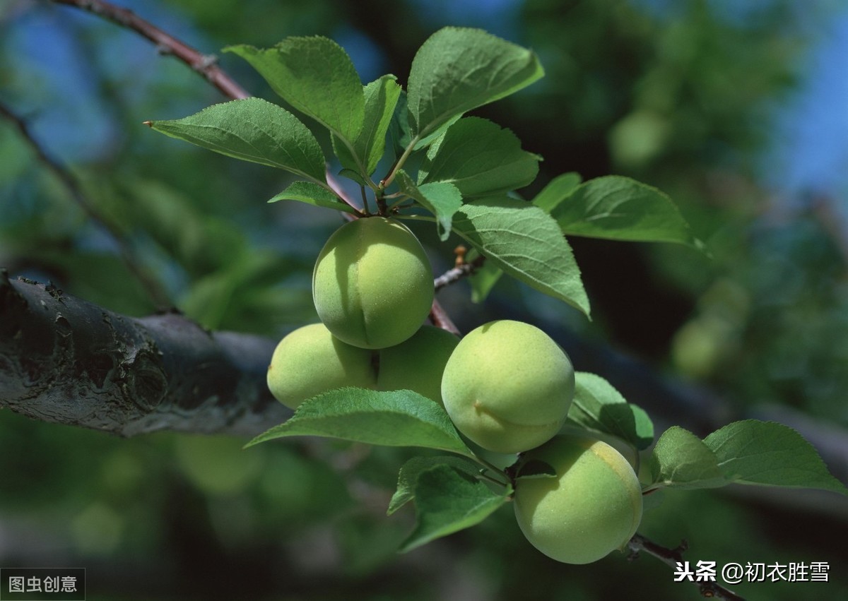 晚春情词：春虽老，情不绝，心似双丝网，中有千千结