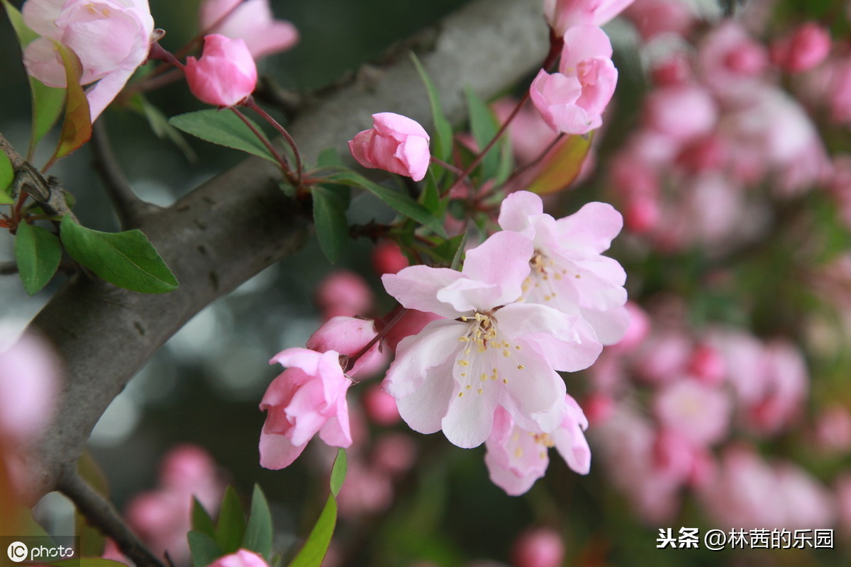 最美的38首海棠花诗词，只恐夜深花睡去，故烧高烛照红妆~