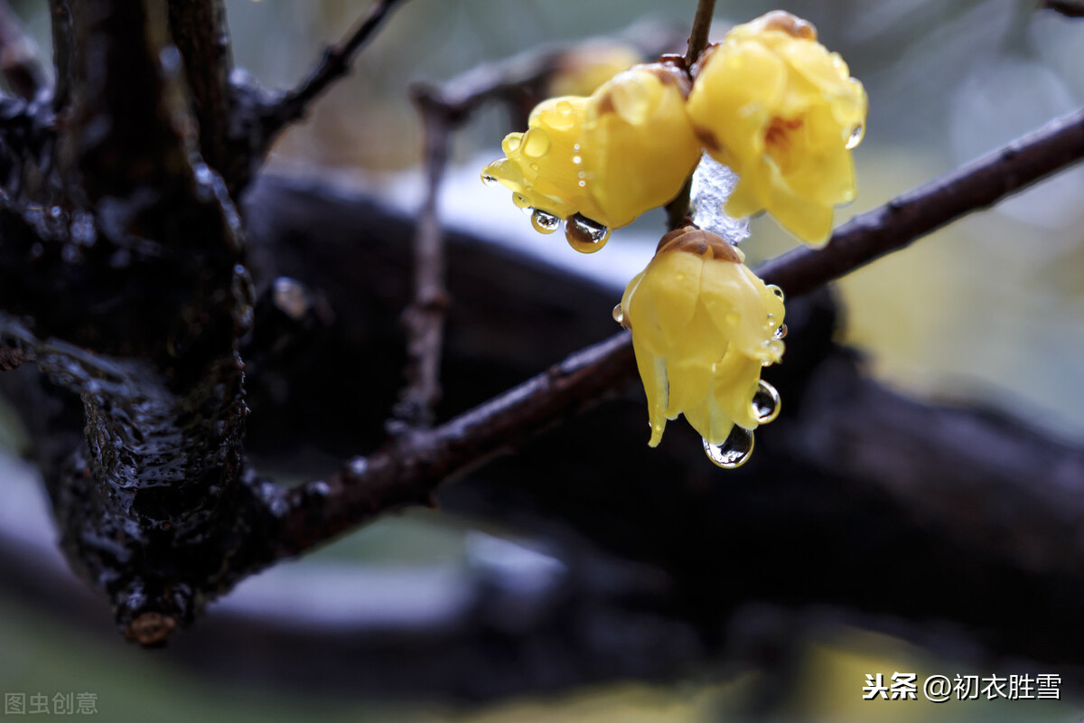 腊梅傲雪5首：一冬不被风吹落，却讶江梅易断肠