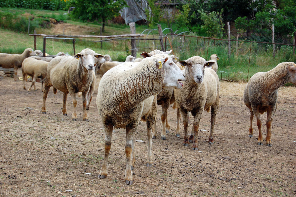 养殖100头育肥羊需要准备多少钱买饲料呢？
