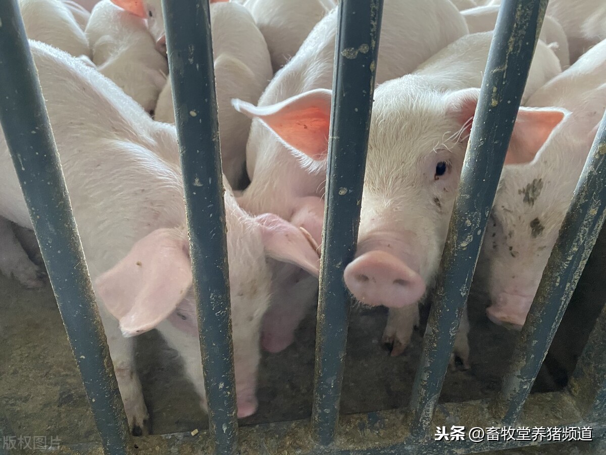 宁南县今日猪价多少钱一斤「宁南县最新猪价」