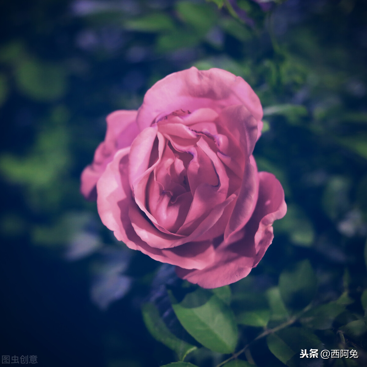 双子座的爱情详析