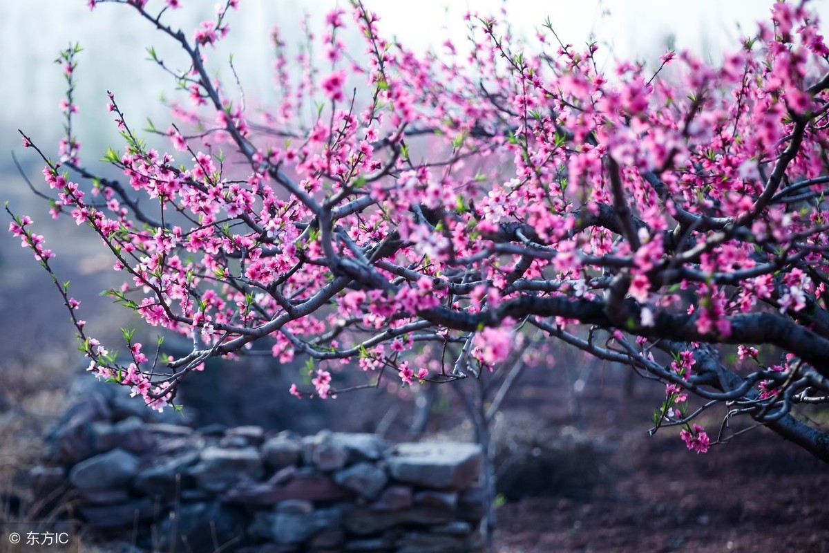 “人间四月芳菲尽，山寺桃花始盛开”是因为什么？