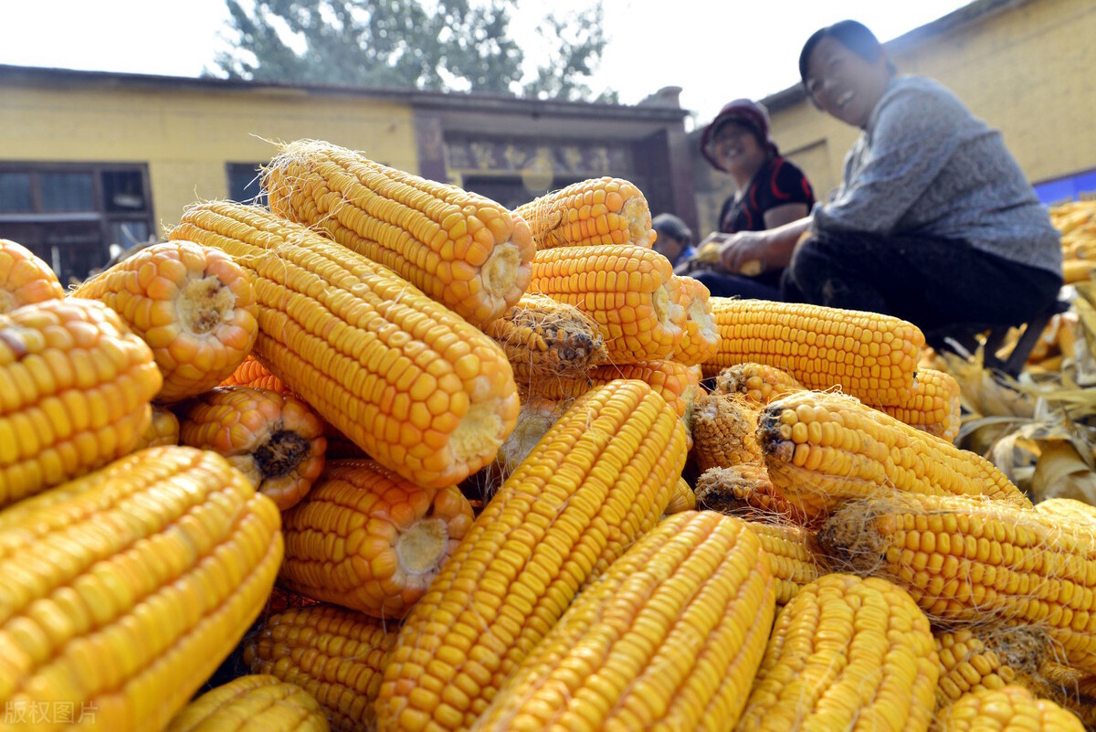 玉米大豆大涨50%，均破历史新高，“争地”不休，年后该种啥？