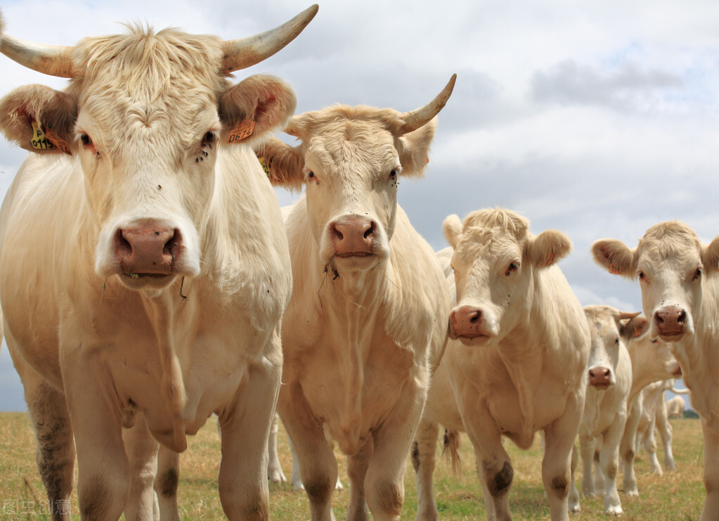 一头牛有多重(品种、性别决定成年牛体重，吉尼斯记录超过1.5吨)